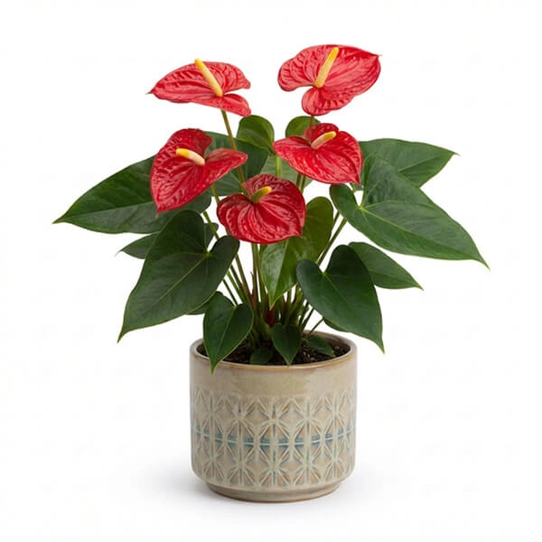 4. Anthurium (Flamingo Flower)